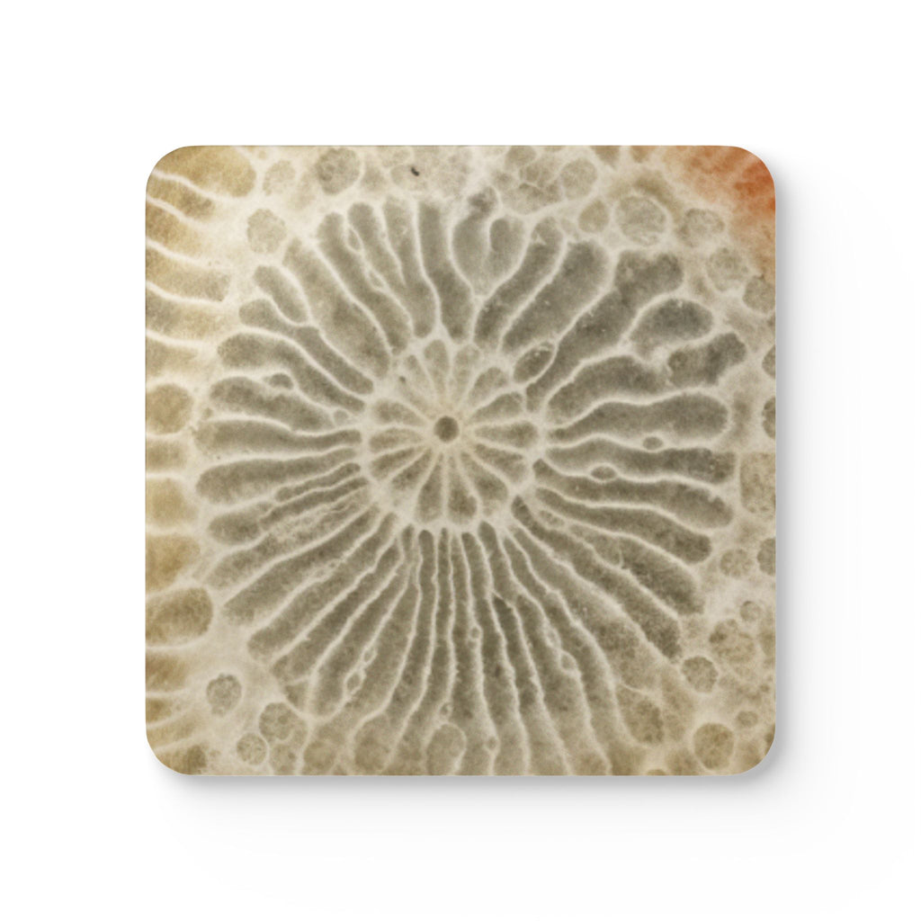 COSMIC COASTER Set - Ammonite